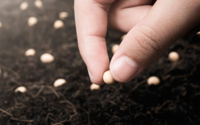 Épocas y Temporadas de Trasplante Primavera / Verano