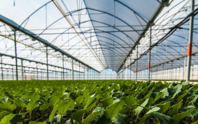 Viveros y Semilleros en Murcia