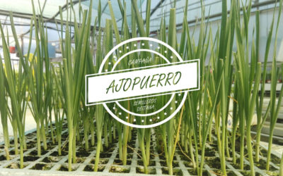 Siembra del ajopuerro