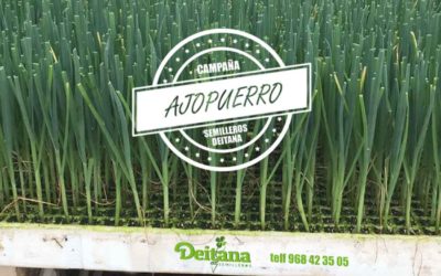 Comienza la campaña del Ajopuerro