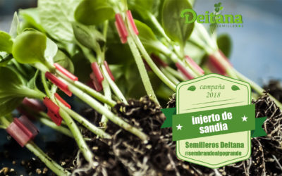 La importancia del injerto de sandía