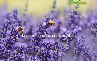 Sembrar plantas aromáticas