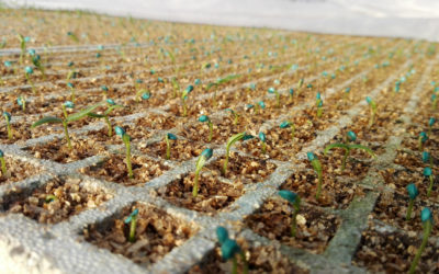 Cultivo de Pimientos 2018