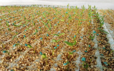 El pimiento de bola o ñora