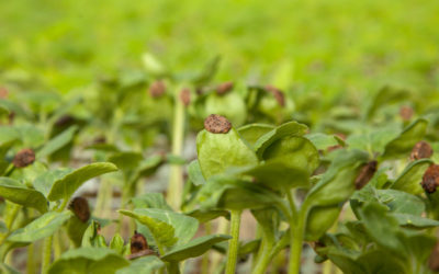 La importancia del injerto de sandía