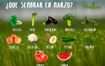 ¿Qué sembrar en marzo?