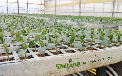 Plantas de pepino y variedades