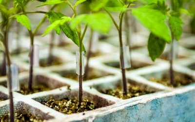 Ventajas del Injerto de tomate