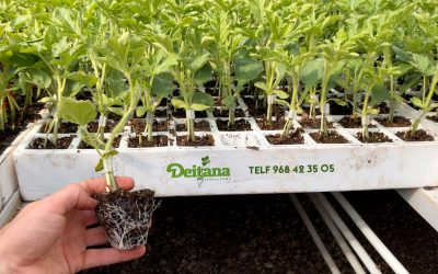 Injerto de sandía: cómo injertar y beneficios