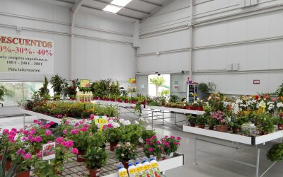 Dónde comprar plantas online: Plantas de Huerto