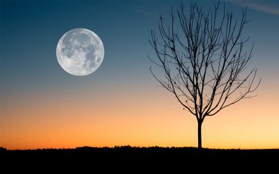 Como cultivar según las fases de la luna
