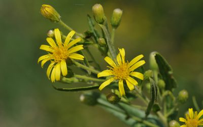 Inula viscosa
