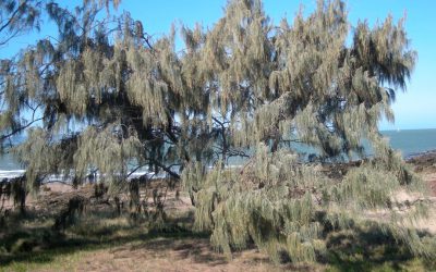 Casuarina, conoce más sobre el pino australiano