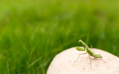 Insectos beneficiosos para la agricultura